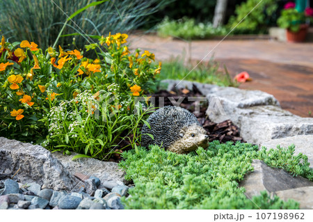 Hedgehog 107198962