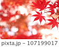 もみじの紅葉を下からの見上げた 107199017