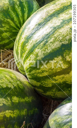Pile of Green Organic Ripe Watermelons In The Farmers Market. Fruit Background. Pile of Green Organic Ripe Watermelons In The Farmers Market. Fruit Background. 107199305
