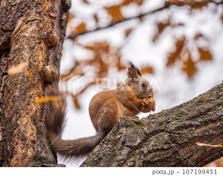 The squirrel with nut sits on tree in the autumn. Eurasian red squirrel, Sciurus vulgaris. The squirrel with nut sits on tree in the autumn. Eurasian red squirrel, Sciurus vulgaris. 107199451