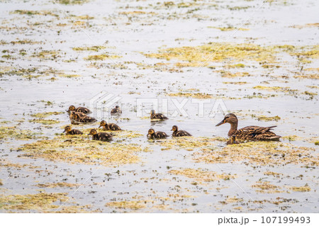 A family of ducks, a duck and its little ducklings are swimming in the water. The duck takes care of its newborn ducklings. Mallard, lat. Anas platyrhynchos A family of ducks, a duck and its little ducklings are swimming in the water. The duck takes care of its newborn ducklings. Mallard, lat. Anas platyrhynchos 107199493