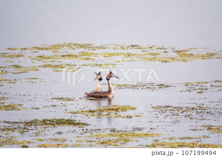 Mating games of two water birds Great Crested Grebes. Two waterfowl birds Great Crested Grebes swim in the lake with heart shaped silhouette 107199494
