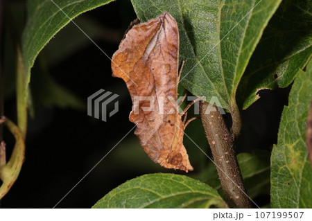 生き物 昆虫 ヒメエグリバ、チリチリに乾いた枯葉を再現したような色と形。見事な擬態です 生き物 昆虫 ヒメエグリバ、チリチリに乾いた枯葉を再現したような色と形。見事な擬態です 107199507