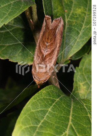 生き物 昆虫 ヒメエグリバ、上から見ると年輪の様な模様が美しい。九月の雑木林で 生き物 昆虫 ヒメエグリバ、上から見ると年輪の様な模様が美しい。九月の雑木林で 107199528