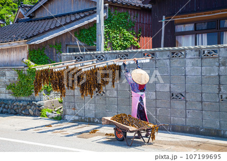 【新潟県･佐渡･外海府】青い海と天然わかめ・初夏の佐渡 5月 6月 107199695