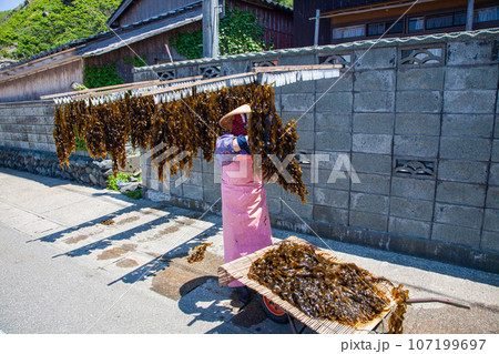 【新潟県・佐渡・外海府】青い海と天然わかめ・初夏の佐渡 5月 6月 【新潟県・佐渡・外海府】青い海と天然わかめ・初夏の佐渡 5月 6月 107199697