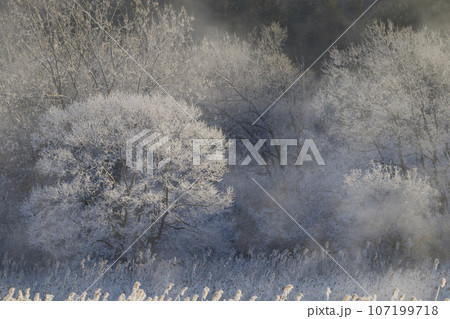早朝の霧氷と気嵐 107199718