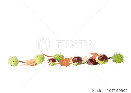 PNG, a chestnuts isolated on white background 107199993