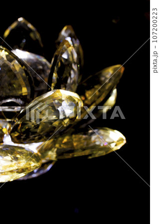 ハス スイレン 蓮 107200223