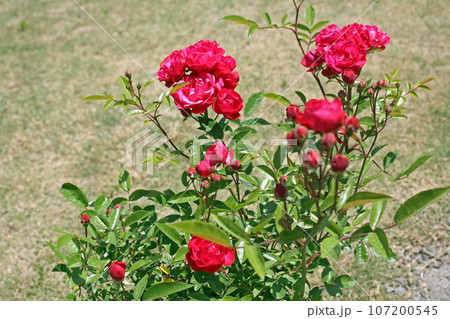 萬翠荘のバラの花 107200545