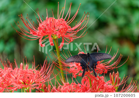 彼岸花とチョウ 107200605