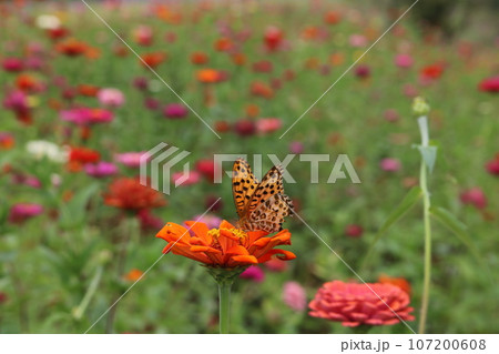 ジニアの花と羽を休めるアゲハ蝶 zinnia & Ageha butterfly 107200608