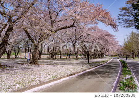 山形県霞城公園内の山形城址の桜 山形県霞城公園内の山形城址の桜 107200839