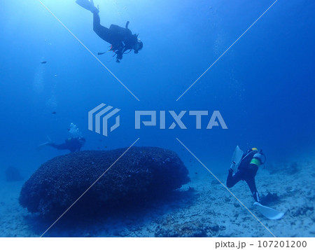 石垣島海底で見つけた、巨大ドーム型サンゴ 石垣島海底で見つけた、巨大ドーム型サンゴ 107201200