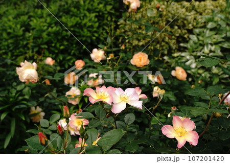 花壇、色とりどり、カラフル、手入れ、横浜、観光、日本、港の見える丘、公園、植物、春、5月、屋外、空、 花壇、色とりどり、カラフル、手入れ、横浜、観光、日本、港の見える丘、公園、植物、春、5月、屋外、空、 107201420