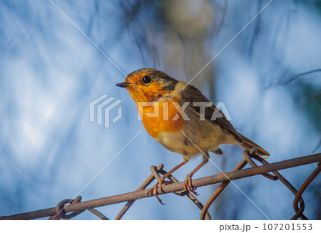 The European robin - Erithacus rubecula 107201553
