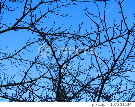 冬の木立 107201634
