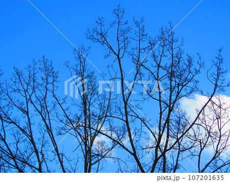 冬の木立 107201635
