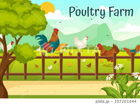 Poultry Farm Vector Illustration with Chickens, Roosters, Straw, Cage and Egg on Scenery of Green Field Background in Flat Cartoon Design Poultry Farm Vector Illustration with Chickens, Roosters, Straw, Cage and Egg on Scenery of Green Field Background in Flat Cartoon Design 107201844