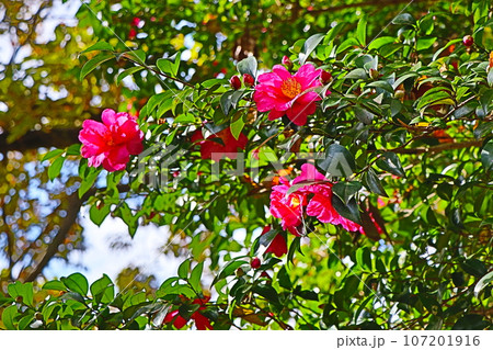 サザンカの花 107201916