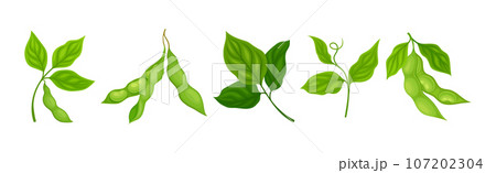 Soy Grain Legume or Pulse Crop with Green Pod and Beans Vector Set 107202304