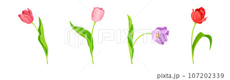 Colorful Tulip Flower Blooming on Green Stalk with Leaf Vector Set Colorful Tulip Flower Blooming on Green Stalk with Leaf Vector Set 107202339