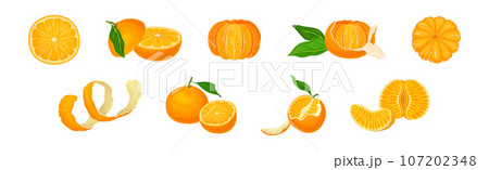 Mandarin Sweet Citrus Fruit with Bright Orange Peel and Lobule Vector Set Mandarin Sweet Citrus Fruit with Bright Orange Peel and Lobule Vector Set 107202348