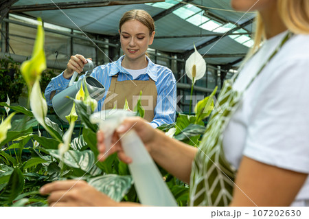 The employees of the greenhouse take care of the plants every day. 107202630