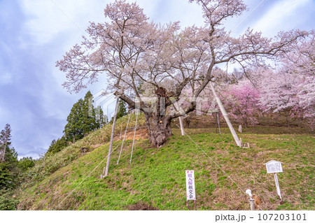 山形県白鷹町の置賜さくら回廊の殿入桜 山形県白鷹町の置賜さくら回廊の殿入桜 107203101