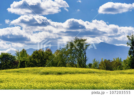 青空とキバナコスモス・レモンブライト 秋の国営みちのく杜の湖畔公園 宮城県川崎町 青空とキバナコスモス・レモンブライト 秋の国営みちのく杜の湖畔公園 宮城県川崎町 107203555