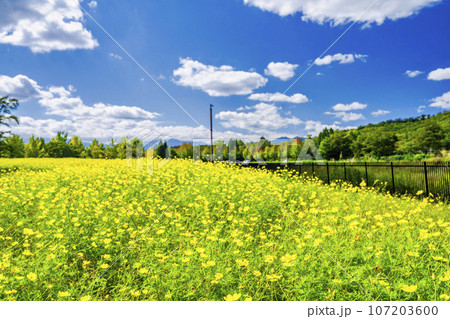 青空とキバナコスモス・レモンブライト 秋の国営みちのく杜の湖畔公園 宮城県川崎町 青空とキバナコスモス・レモンブライト 秋の国営みちのく杜の湖畔公園 宮城県川崎町 107203600