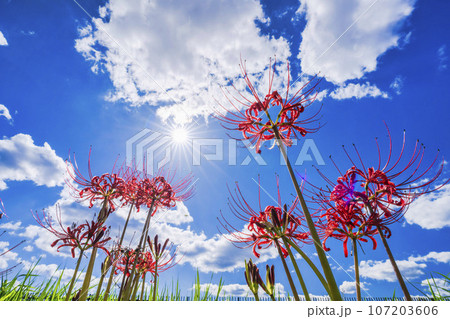 可憐に咲く曼珠沙華　ヒガンバナ　宮城県川崎町 107203606