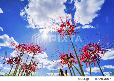 可憐に咲く曼珠沙華　ヒガンバナ　宮城県川崎町 107203607