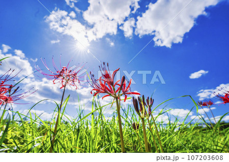 可憐に咲く曼珠沙華 ヒガンバナ 宮城県川崎町 可憐に咲く曼珠沙華 ヒガンバナ 宮城県川崎町 107203608