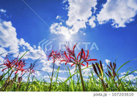 可憐に咲く曼珠沙華 ヒガンバナ 宮城県川崎町 可憐に咲く曼珠沙華 ヒガンバナ 宮城県川崎町 107203610