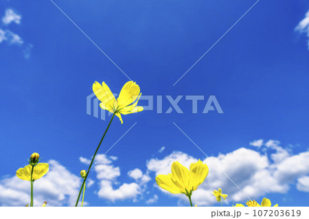 青空とキバナコスモス・レモンブライト　秋の国営みちのく杜の湖畔公園　宮城県川崎町 107203619
