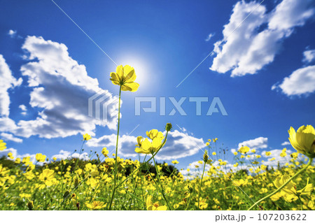 青空とキバナコスモス・レモンブライト　秋の国営みちのく杜の湖畔公園　宮城県川崎町 107203622