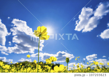 青空とキバナコスモス・レモンブライト　秋の国営みちのく杜の湖畔公園　宮城県川崎町 107203623