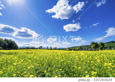 青空とキバナコスモス・レモンブライト　秋の国営みちのく杜の湖畔公園　宮城県川崎町 107203629