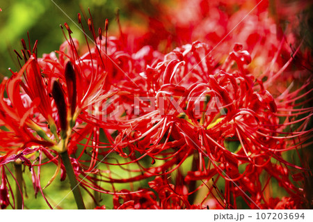 可憐に咲く曼珠沙華　ヒガンバナ　宮城県川崎町 107203694