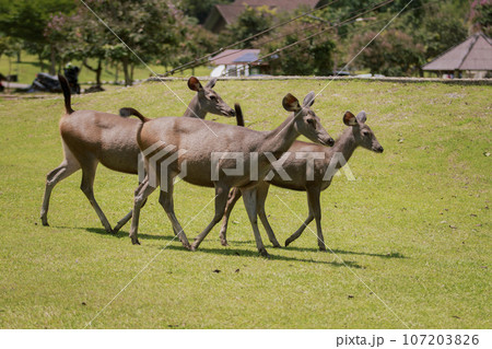 group of female sambar deer in khaoyai national park thailand 107203826