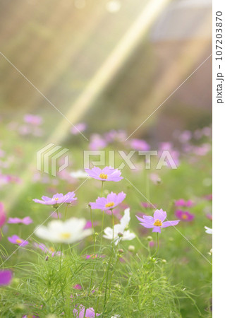 光が降りそそぐ夕景のコスモス 107203870