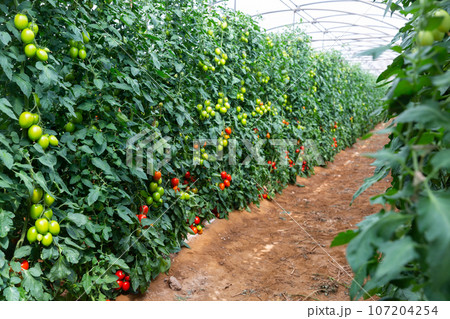 Tomatoes growing among leaves Tomatoes growing among leaves 107204254
