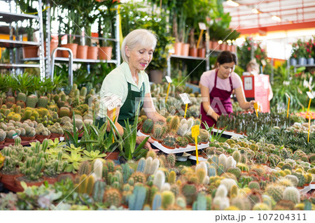 Mature female florist arranging potted cacti on flower stall in greenhouse Mature female florist arranging potted cacti on flower stall in greenhouse 107204311