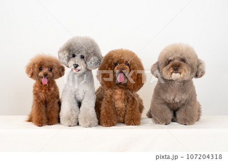 4匹のトイプードル 107204318