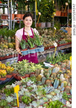 Asian saleswoman arranging aloe vera in pots on stall in greenhouse Asian saleswoman arranging aloe vera in pots on stall in greenhouse 107204347