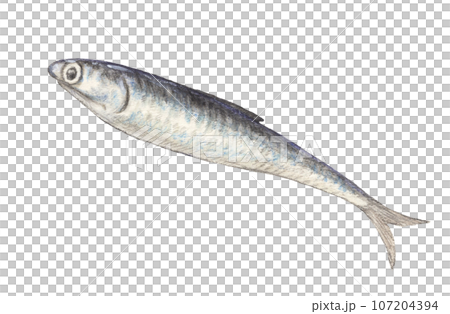 鳳尾魚水彩鉛筆插圖 107204394