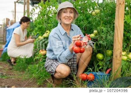 Senior happy woman picking tomatoes. Senior happy woman picking tomatoes. 107204396