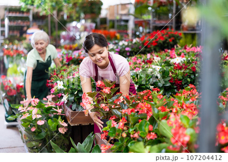 Middle-aged woman marketer looking at big begonias in point of sale of plants Middle-aged woman marketer looking at big begonias in point of sale of plants 107204412
