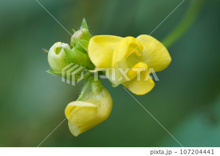 ヤブツルアズキの黄色い花 ヤブツルアズキの黄色い花 107204441